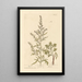Armoise - Elizabeth Blackwell — framed artwork on a wall