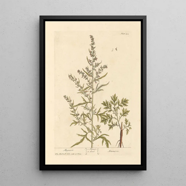 Armoise - Elizabeth Blackwell — framed artwork on a wall