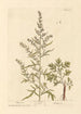Armoise - Elizabeth Blackwell — artwork view