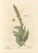 Molène - Elizabeth Blackwell — artwork view