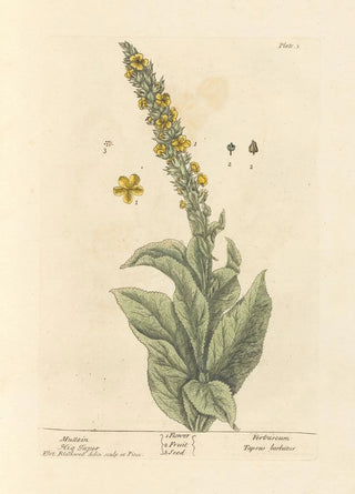 Molène - Elizabeth Blackwell — artwork view
