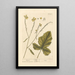 Mustard - Elizabeth Blackwell — framed artwork on a wall