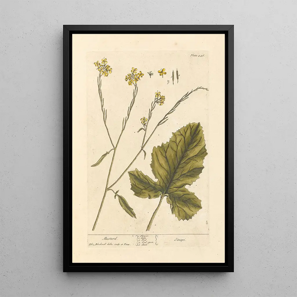 Mustard - Elizabeth Blackwell — framed artwork on a wall