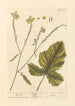 Mustard - Elizabeth Blackwell — artwork view