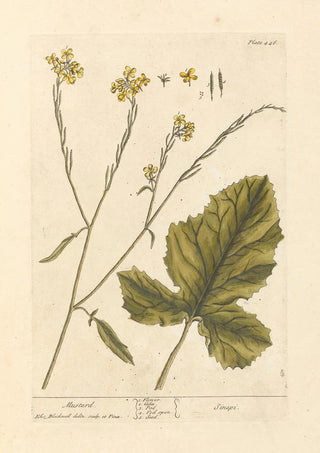 Mustard - Elizabeth Blackwell — artwork view