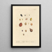 Myrobolans - Elizabeth Blackwell — framed artwork on a wall