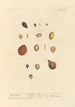 Myrobolans - Elizabeth Blackwell — artwork view