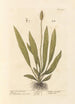 Narrow-leaved Plantain Painting - Elizabeth Blackwell — artwork view
