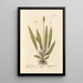 Narrow-leaved Plantain Painting - Elizabeth Blackwell — framed artwork on a wall