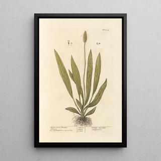 Narrow-leaved Plantain Painting - Elizabeth Blackwell — framed artwork on a wall
