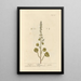Belly of Venus - Elizabeth Blackwell — framed artwork on a wall