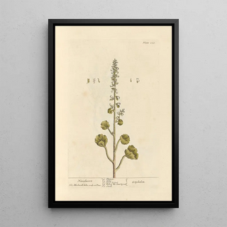 Belly of Venus - Elizabeth Blackwell — framed artwork on a wall