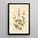 Catnip or cat mint painting - Elizabeth Blackwell — framed artwork on a wall