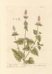 Catnip or cat mint painting - Elizabeth Blackwell — artwork view