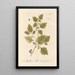 Black Morelle Painting - Elizabeth Blackwell — framed artwork on a wall