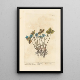Noble Hepatic Painting - Elizabeth Blackwell — framed artwork on a wall