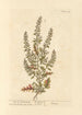 Chêne de Jérusalem - Elizabeth Blackwell — artwork view