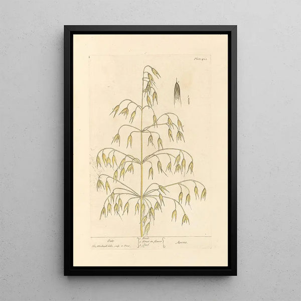 Oat - Elizabeth Blackwell — framed artwork on a wall