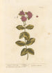 Orpin or orpin vivace - Elizabeth Blackwell — artwork view