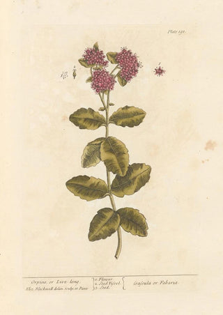 Orpin or orpin vivace - Elizabeth Blackwell — artwork view