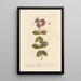 Orpin or orpin vivace - Elizabeth Blackwell — framed artwork on a wall