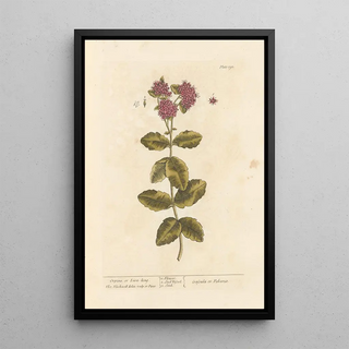 Orpin or orpin vivace - Elizabeth Blackwell — framed artwork on a wall