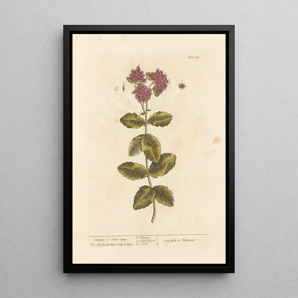 Orpin or orpin vivace - Elizabeth Blackwell — framed artwork on a wall