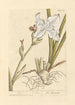 Iris Painting - Elizabeth Blackwell — artwork view