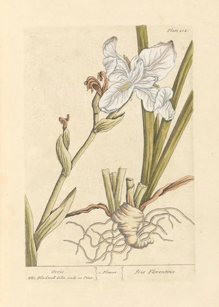Iris Painting - Elizabeth Blackwell — artwork view