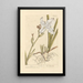 Iris Painting - Elizabeth Blackwell — framed artwork on a wall