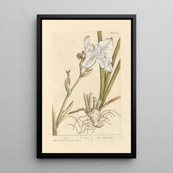 Iris Painting - Elizabeth Blackwell — framed artwork on a wall