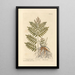 Osmonde royale - Elizabeth Blackwell — framed artwork on a wall
