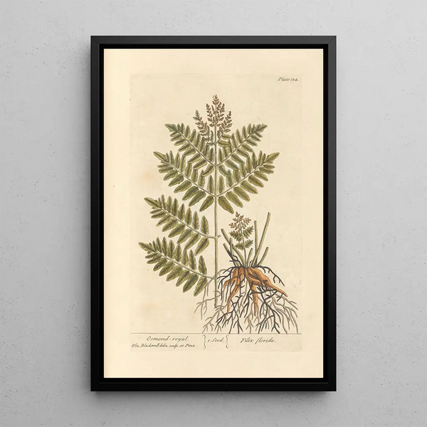 Osmonde royale - Elizabeth Blackwell — framed artwork on a wall