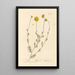 Large daisy painting - Elizabeth Blackwell — framed artwork on a wall