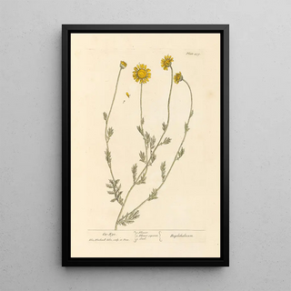 Large daisy painting - Elizabeth Blackwell — framed artwork on a wall