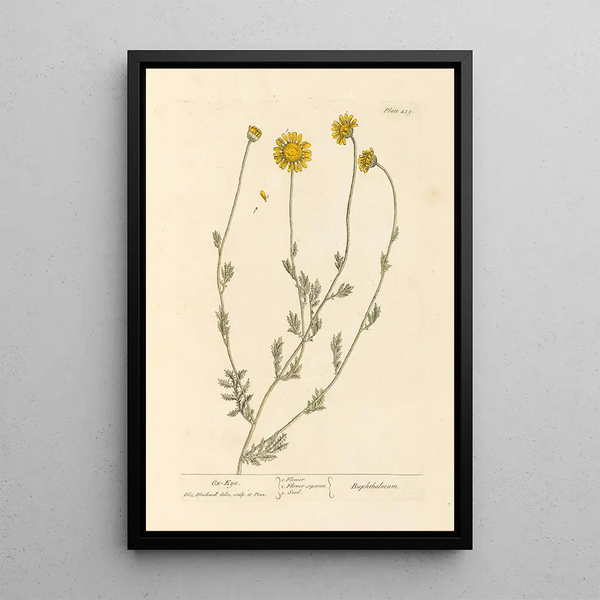 Large daisy painting - Elizabeth Blackwell — framed artwork on a wall