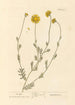 Large daisy painting - Elizabeth Blackwell — artwork view