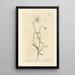 Marguerite - Elizabeth Blackwell — framed artwork on a wall