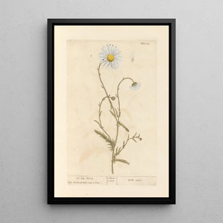 Marguerite - Elizabeth Blackwell — framed artwork on a wall