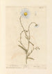 Marguerite - Elizabeth Blackwell — artwork view
