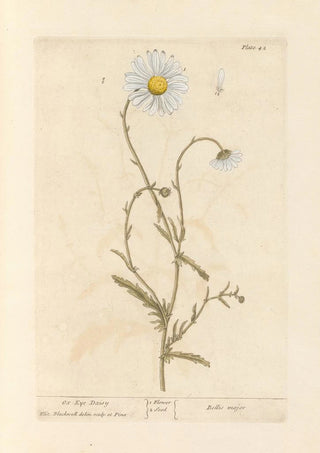 Marguerite - Elizabeth Blackwell — artwork view