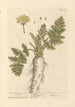 Parsnip - Elizabeth Blackwell — artwork view