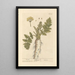 Parsnip - Elizabeth Blackwell — framed artwork on a wall