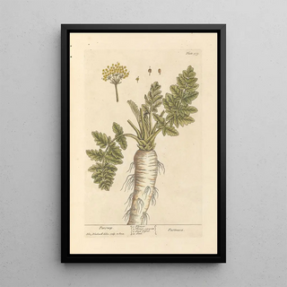 Parsnip - Elizabeth Blackwell — framed artwork on a wall