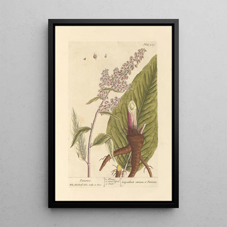 Patience - Elizabeth Blackwell — framed artwork on a wall