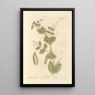 Dots - Elizabeth Blackwell — framed artwork on a wall
