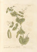 Dots - Elizabeth Blackwell — artwork view