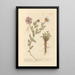 Spain Pellitoire Painting - Elizabeth Blackwell — framed artwork on a wall