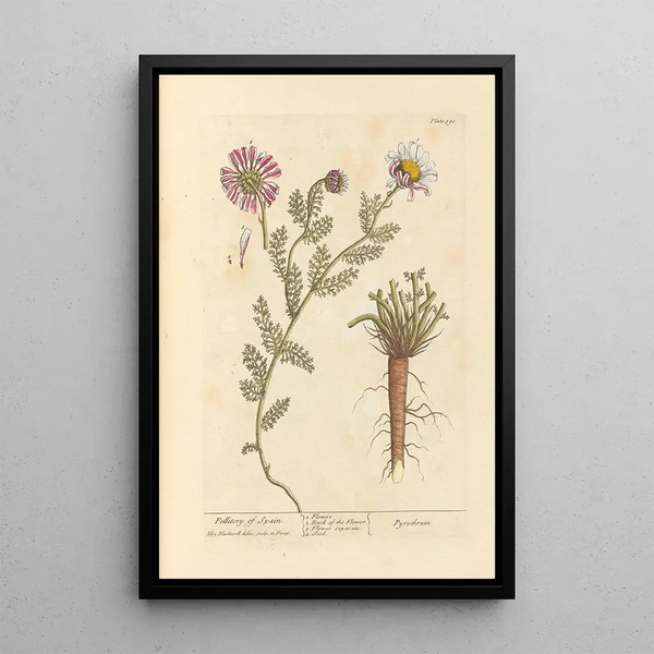 Spain Pellitoire Painting - Elizabeth Blackwell — framed artwork on a wall