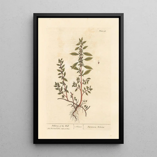 Wall Art Painting - Elizabeth Blackwell — framed artwork on a wall
